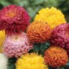 Chrysantemums (Cremos, Disbud Ball, Football Mums, Spider Mums)
