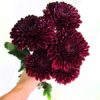 Chrysantemums (Cremos, Disbud Ball, Football Mums, Spider Mums)