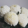 Chrysantemums (Cremos, Disbud Ball, Football Mums, Spider Mums)
