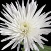 Chrysantemums (Cremos, Disbud Ball, Football Mums, Spider Mums)