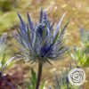 Eryngium