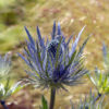 Eryngium