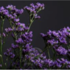 California Main Blue (Limonium)