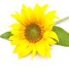 Green center (Sunflower / Girasoles)