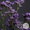 California Main Blue (Limonium)