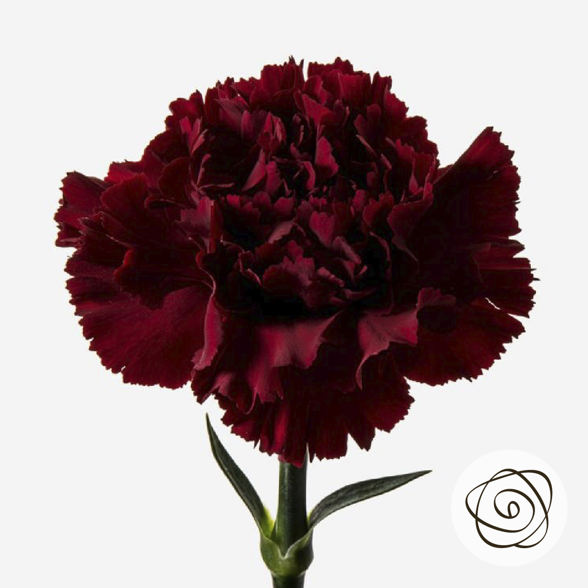 Burgundy (Carnation) - So^Bella Flowers