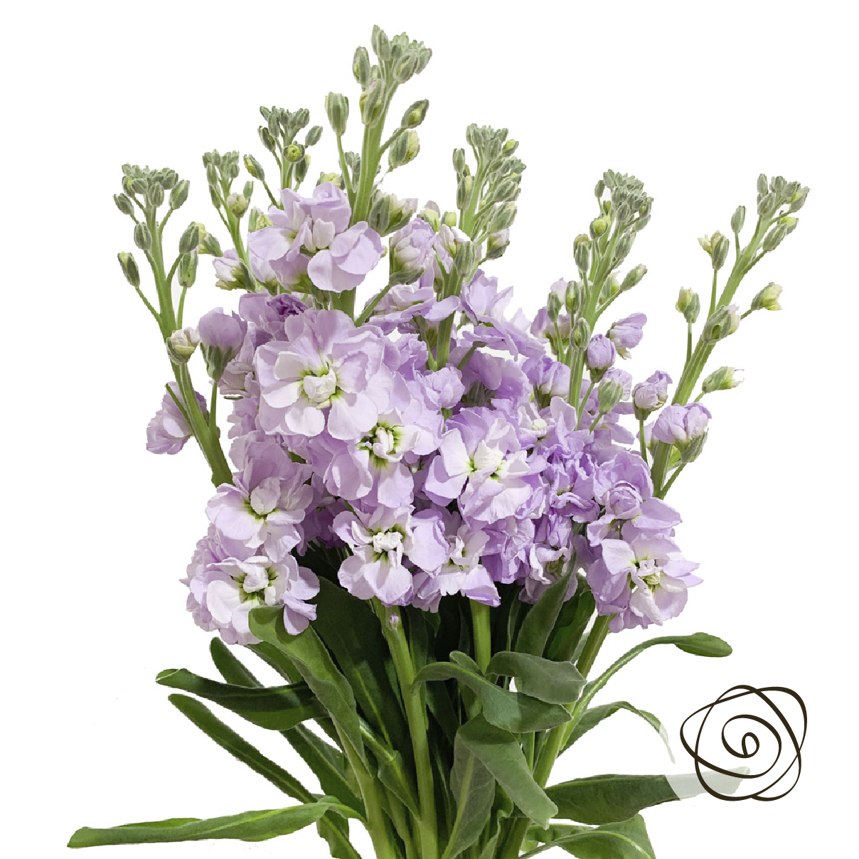 Lavender (Stock) - So^Bella Flowers