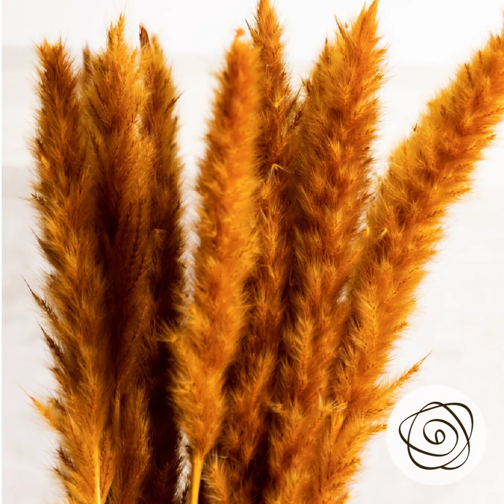 Orange (Preserved Pampas Grass) So^Bella Flowers